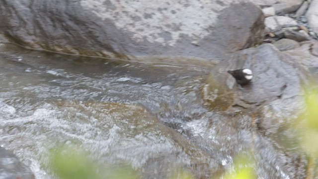 Cincle à tête blanche - ML502615661