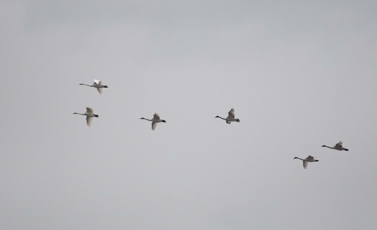 Tundra Swan - Ed Stubbs