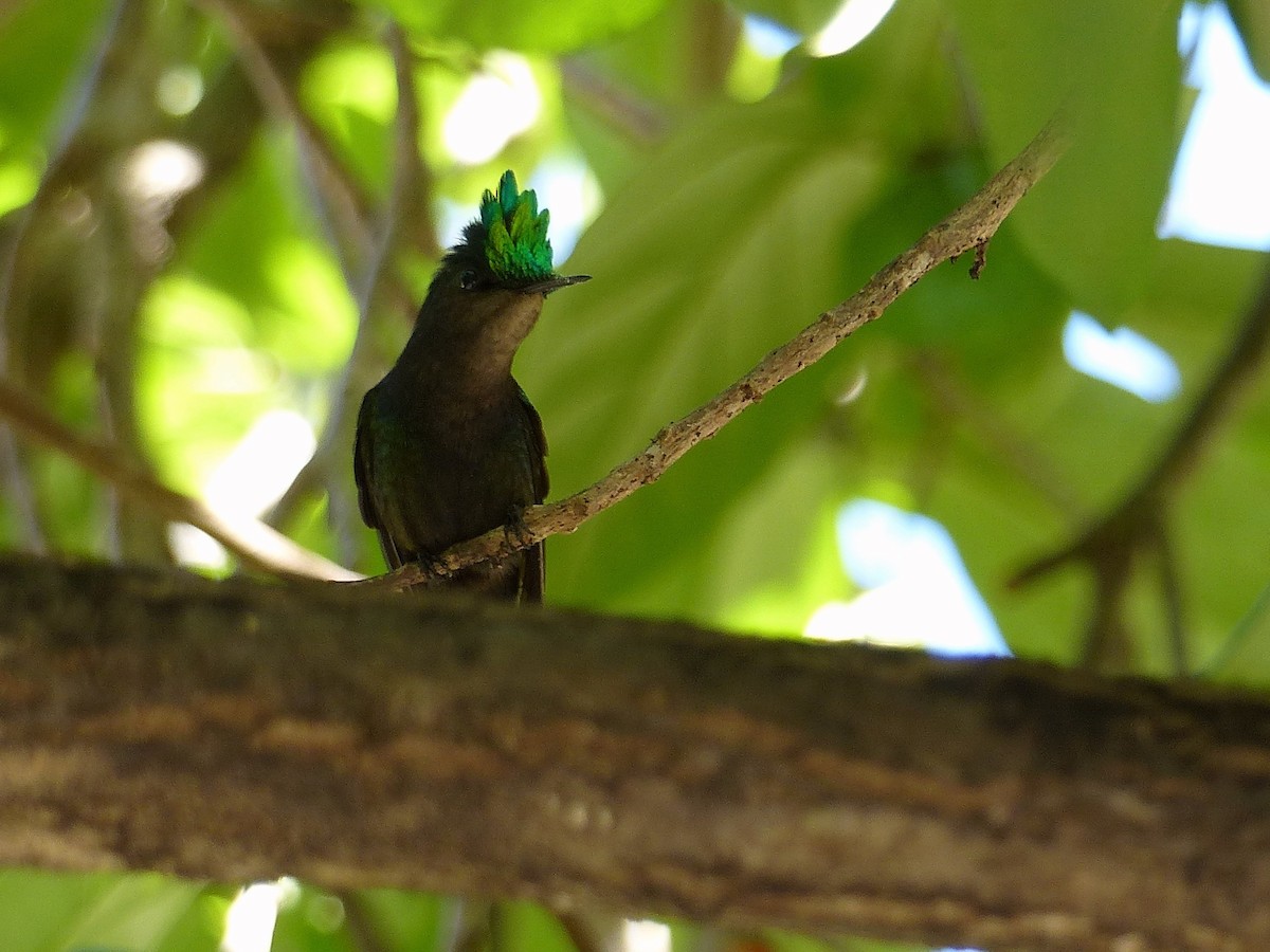Antillean Crested Hummingbird - ML502617011