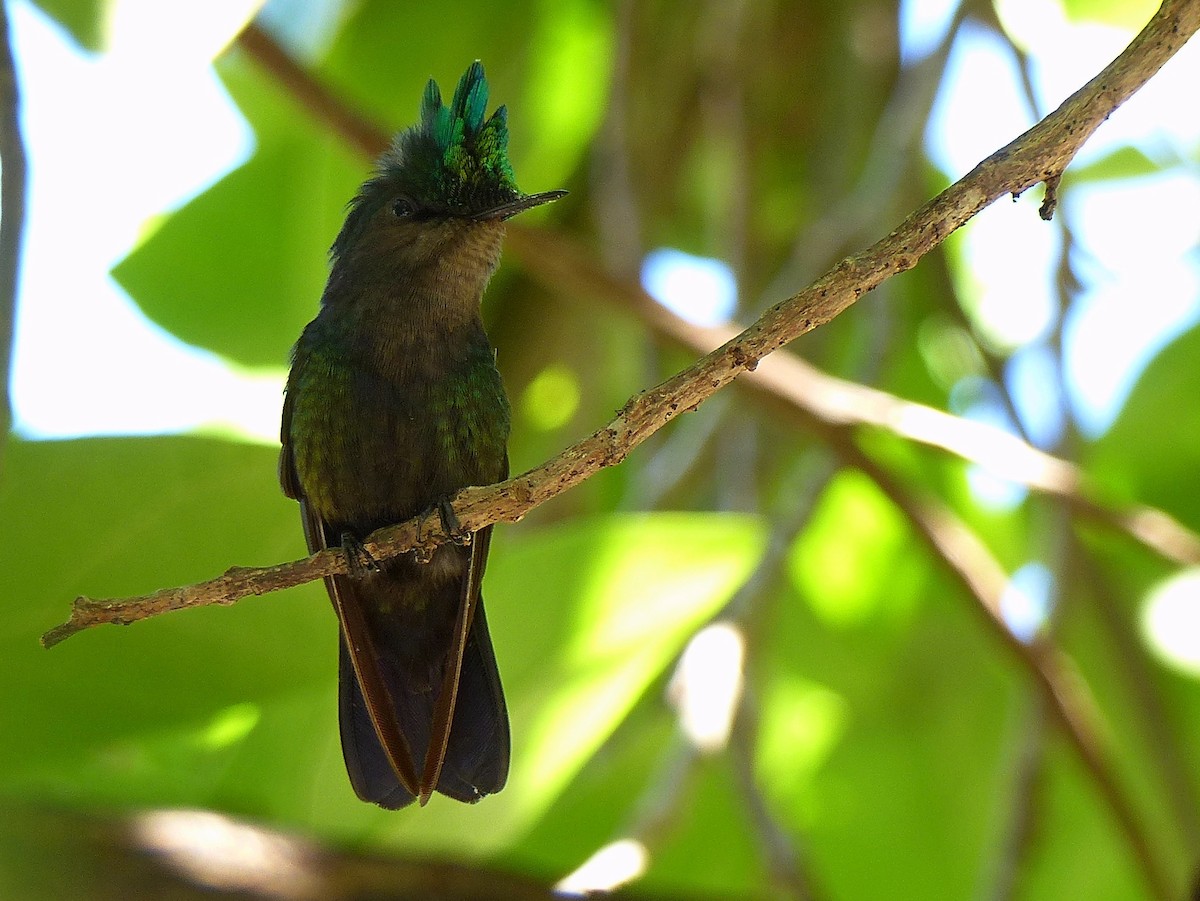 Antillean Crested Hummingbird - Frank Marenghi