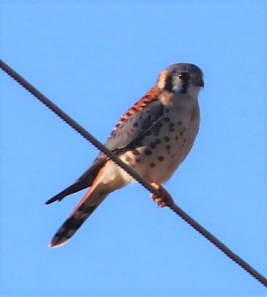 American Kestrel - Mitch Foret