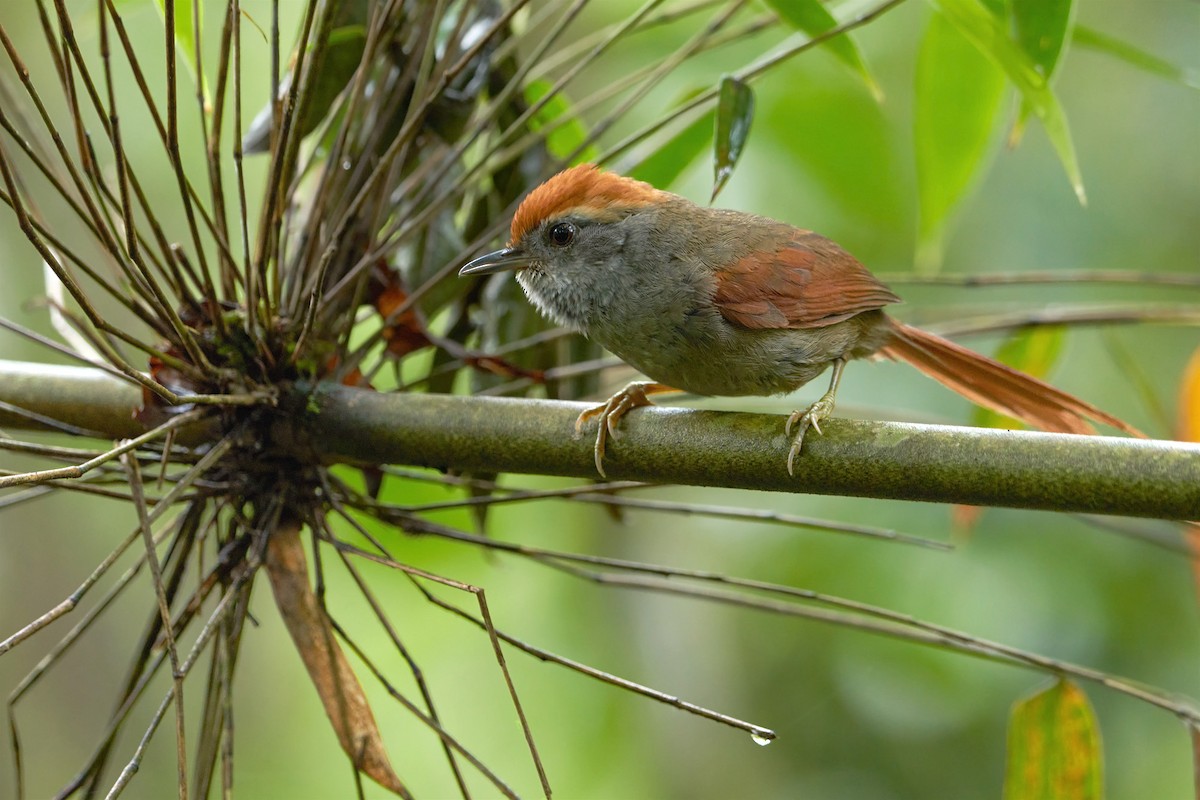Rufous-capped Spinetail - ML502617421