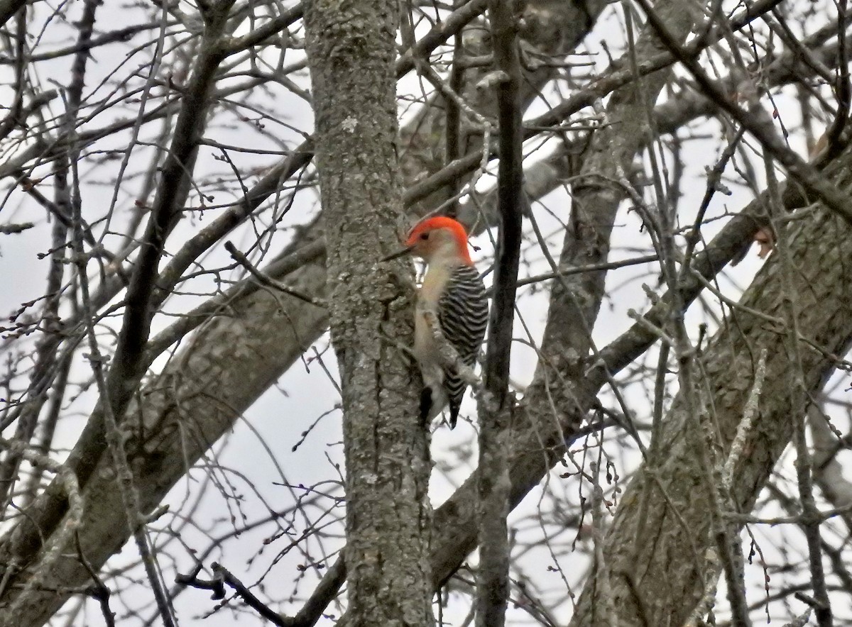 Red-bellied Woodpecker - ML502617851