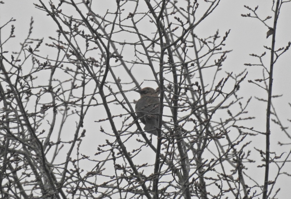 Rusty Blackbird - ML502617891