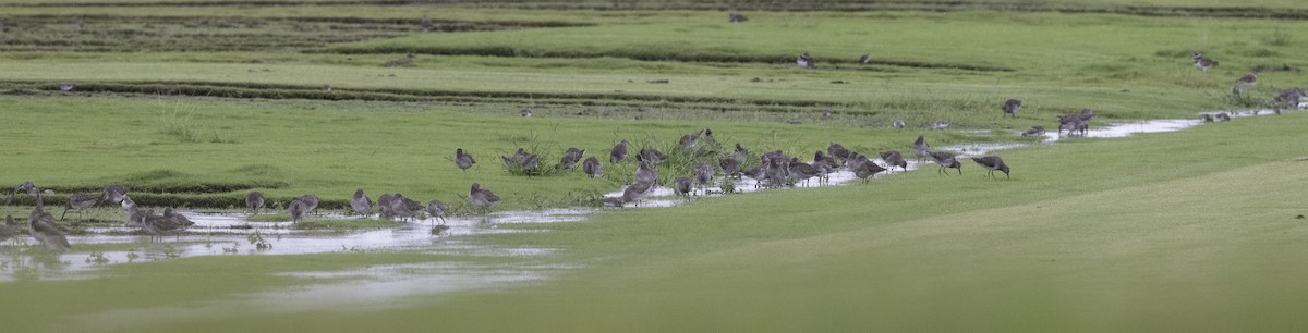 Long-billed Dowitcher - ML502618691