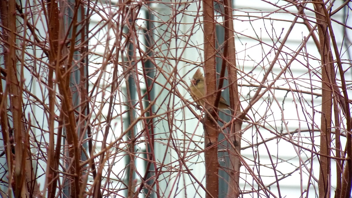 Northern Cardinal - ML502619221