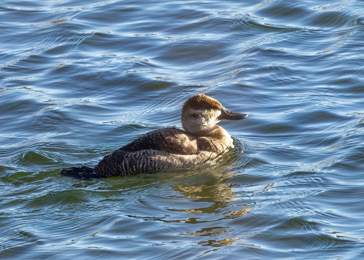 Ruddy Duck - Verlee Sanburg