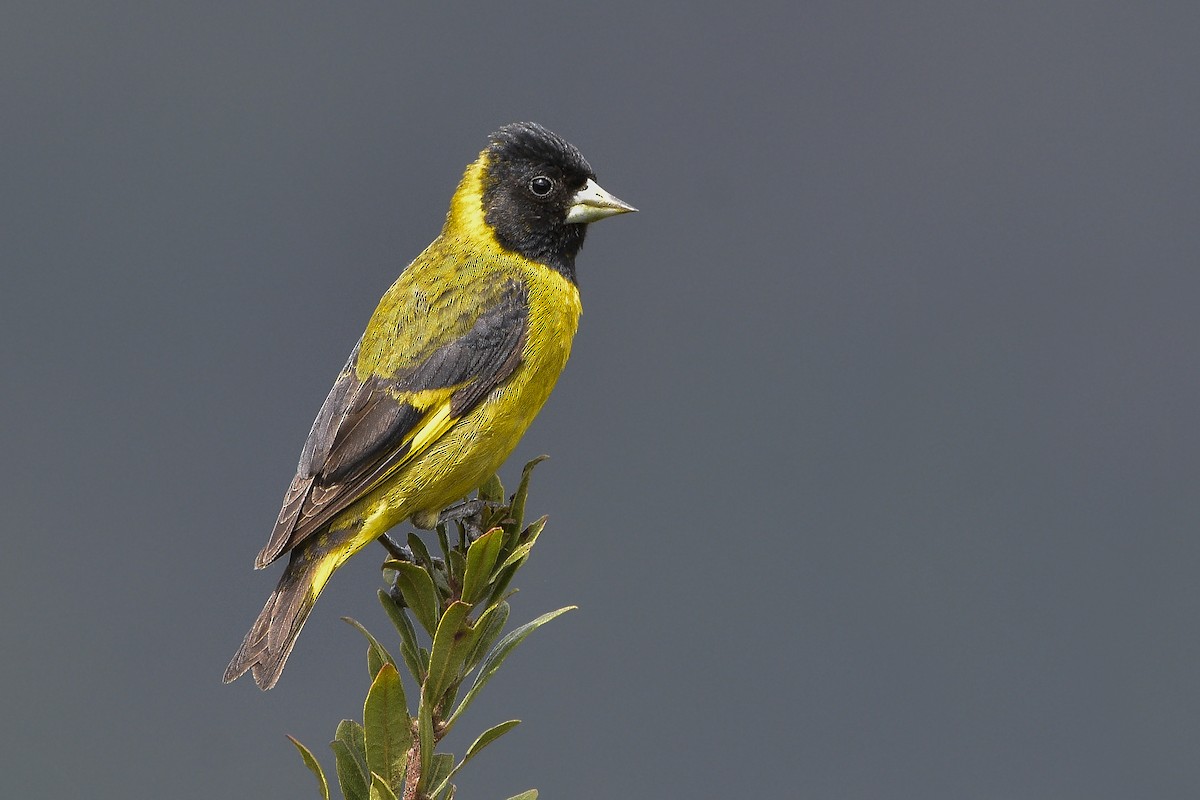 Black-headed Siskin - Carlos Echeverría