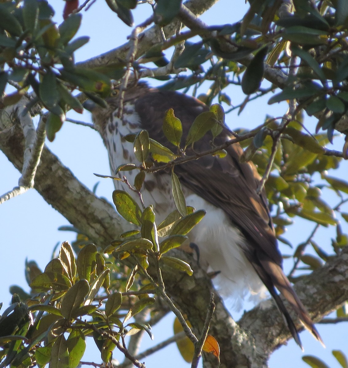 Cooper's Hawk - Bev Hansen