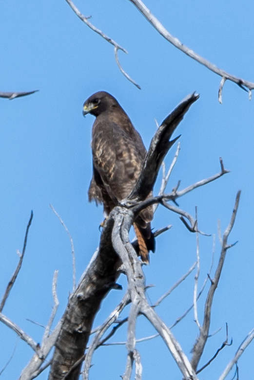 Red-tailed Hawk - ML502630881