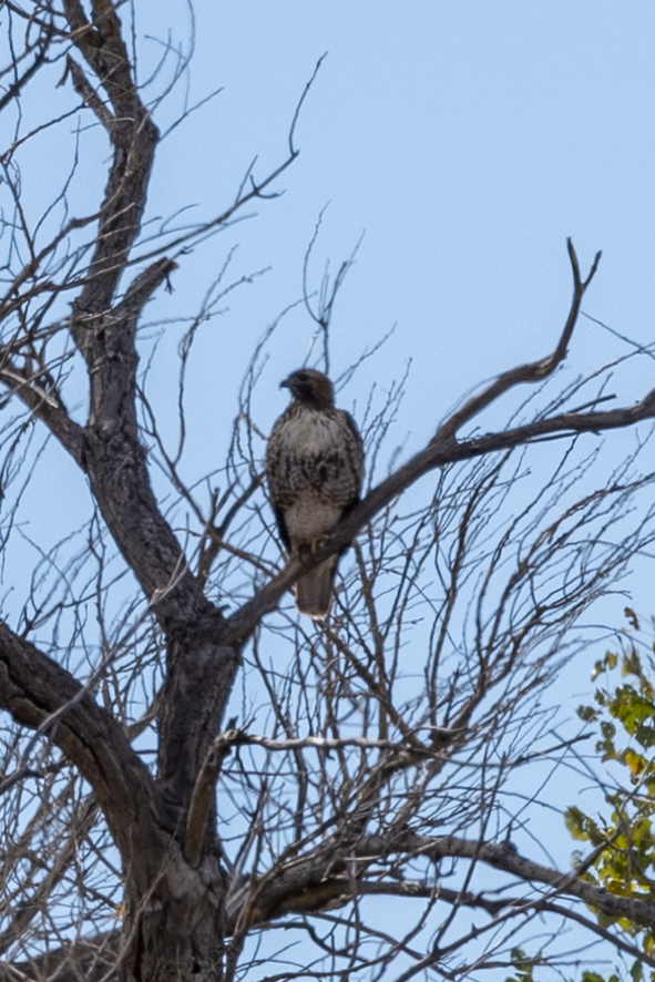 Red-tailed Hawk - ML502630891