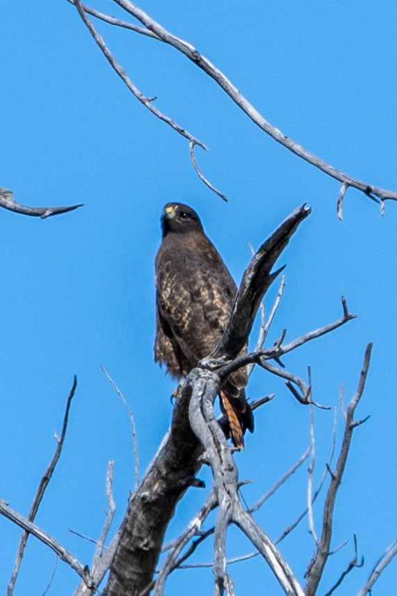 Red-tailed Hawk - ML502630901