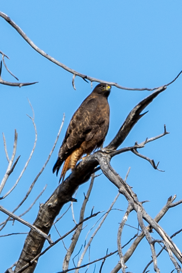 Red-tailed Hawk - ML502630921