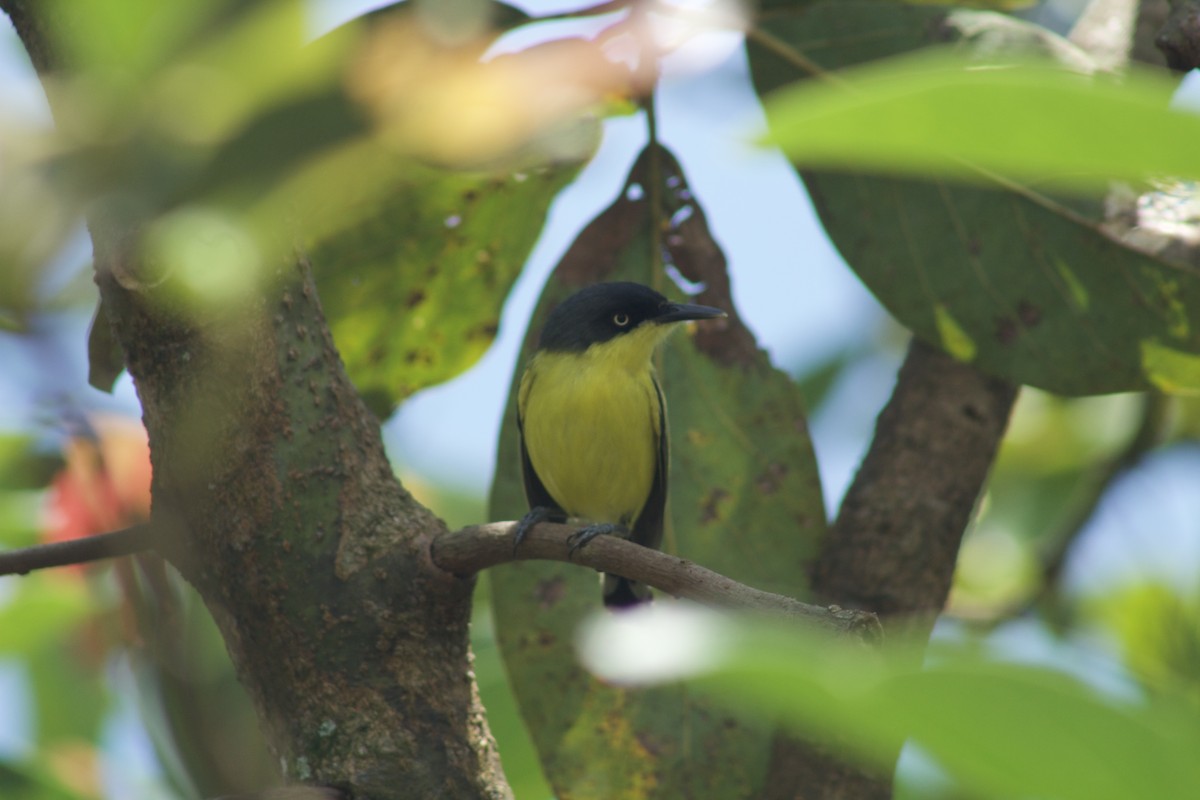 Common Tody-Flycatcher - ML502631001