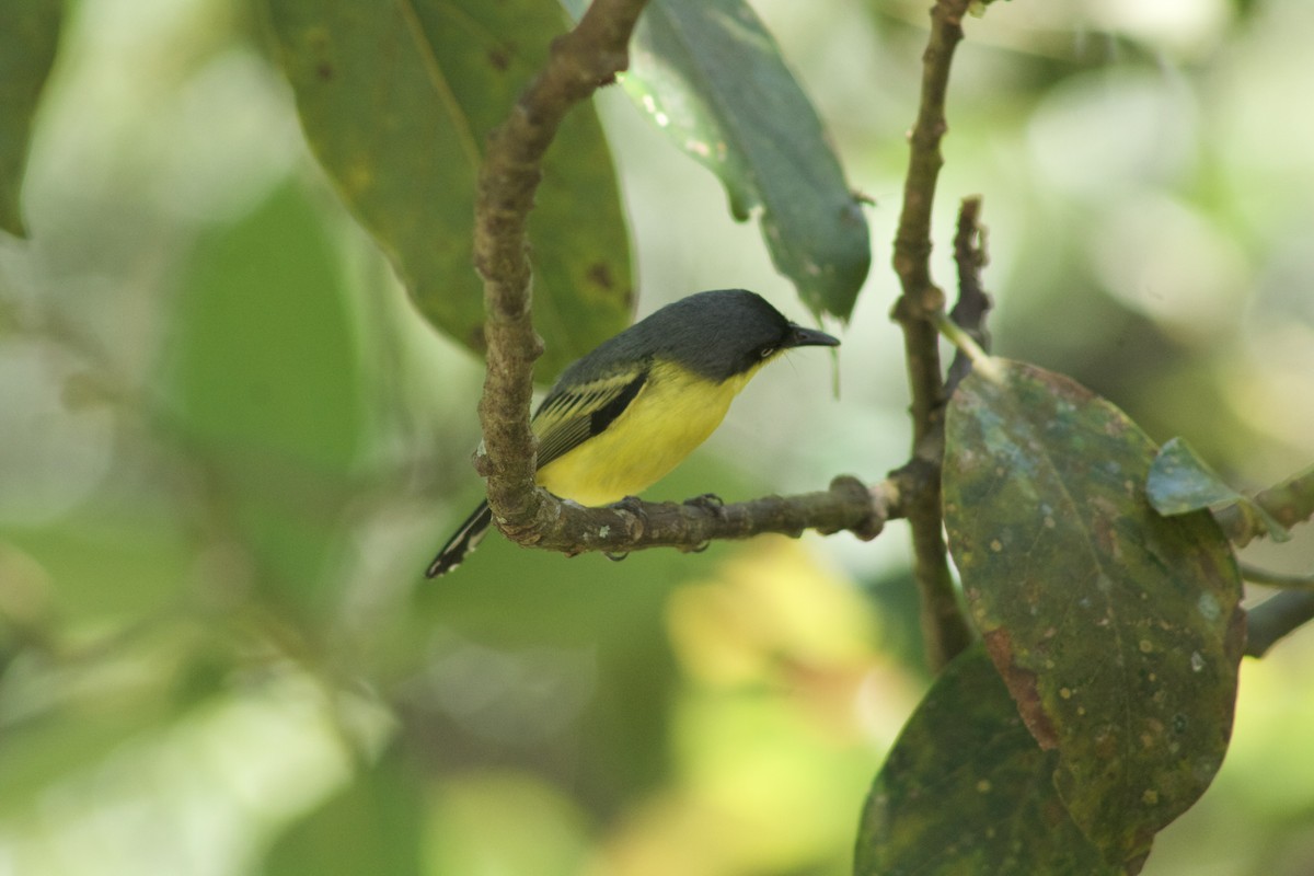 Common Tody-Flycatcher - ML502631011