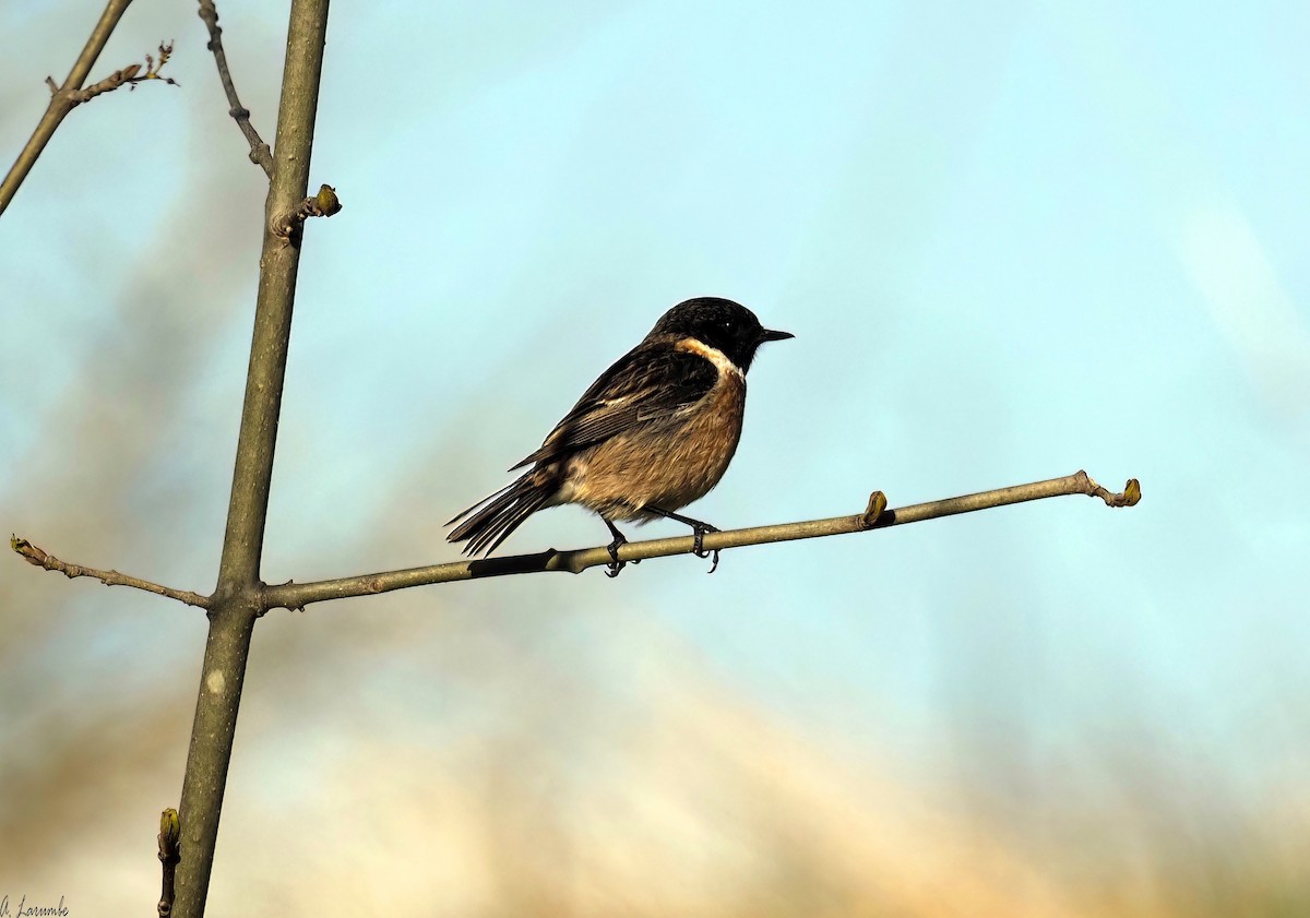 European Stonechat - ML502631021