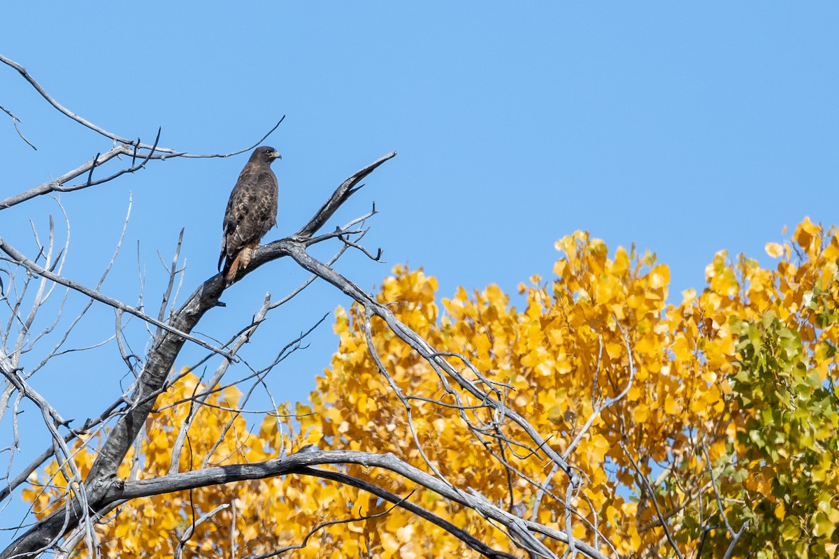 Red-tailed Hawk - ML502631331