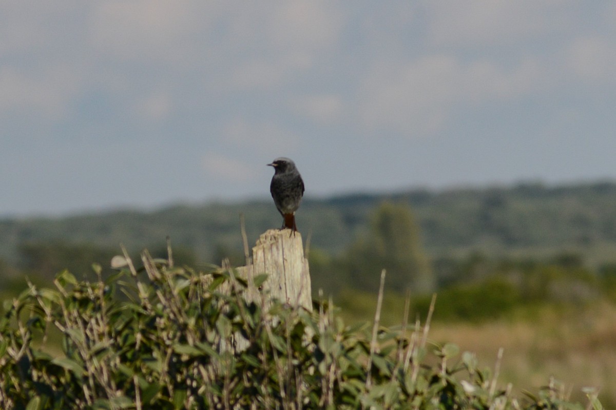 Black Redstart - Riccardo Errico