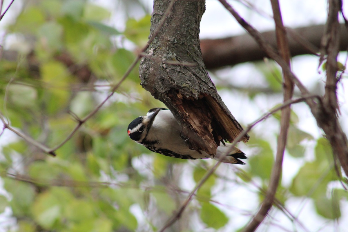 Hairy Woodpecker - Chris Van Norman