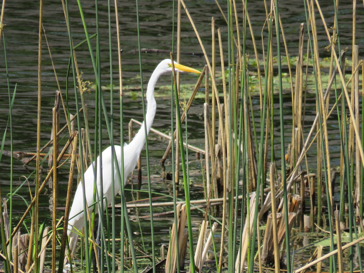 Great Egret - ML50263551