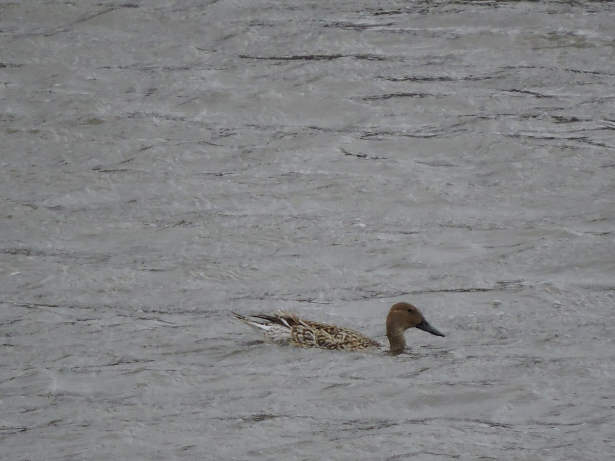 Northern Pintail - ML50263581