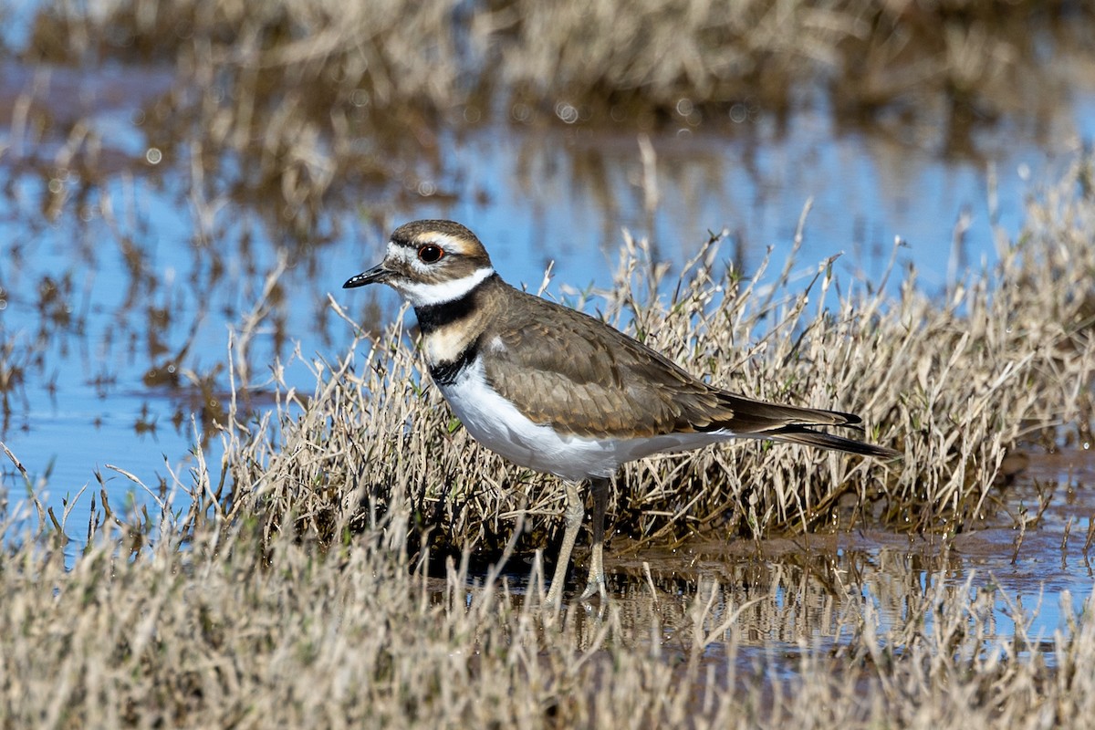 Killdeer - ML502636741