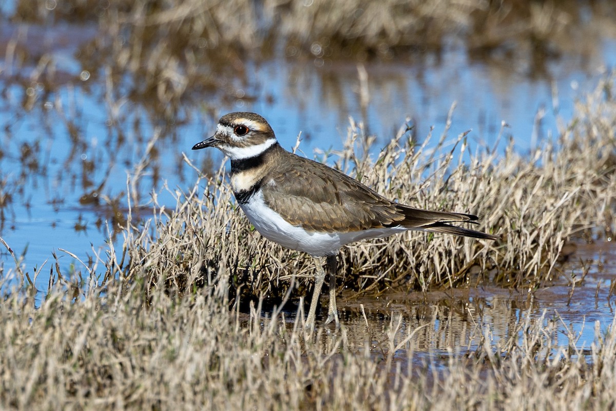 Killdeer - ML502636751