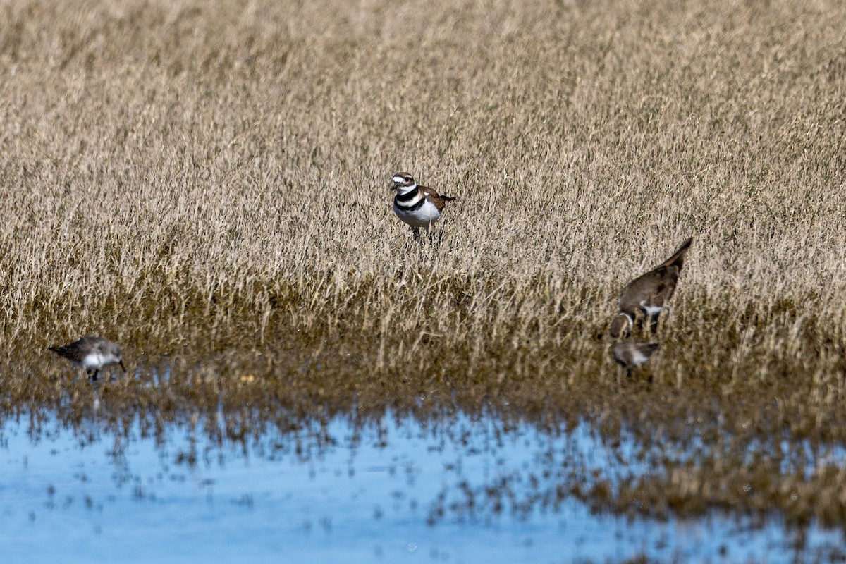 Killdeer - ML502636761