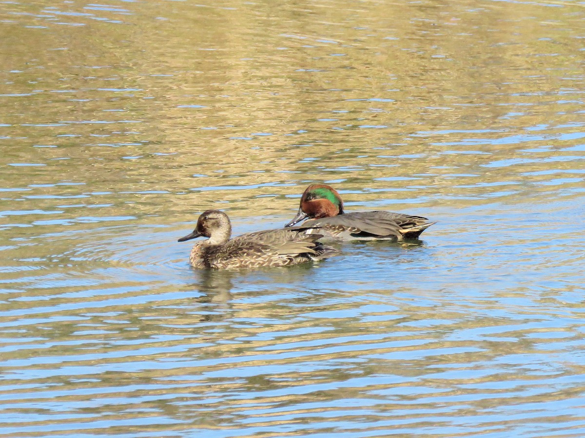 Green-winged Teal - Dean Newhouse