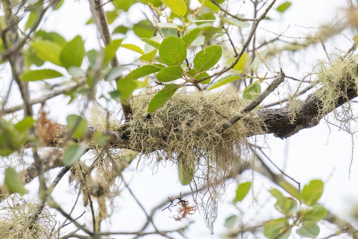 Swallow-tailed Cotinga (Palkachupa) - Rob Jansen - RobJansenphotography.com