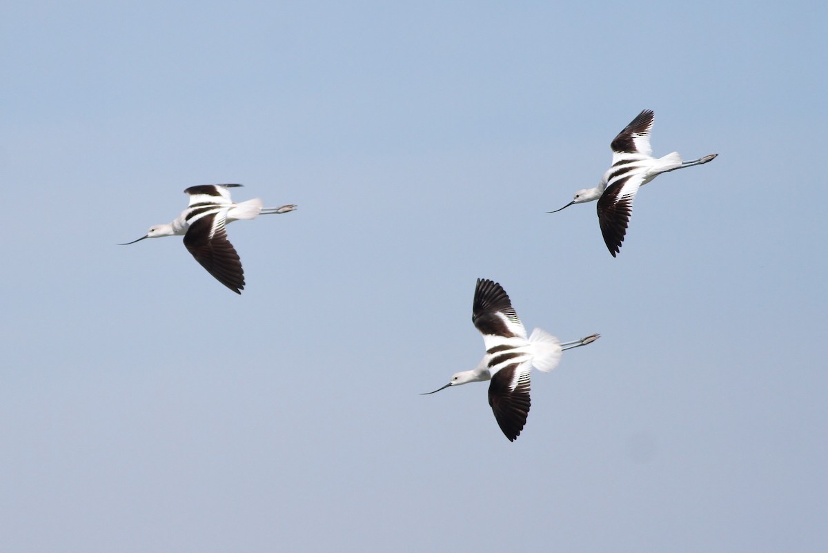 Avocette d'Amérique - ML50263861