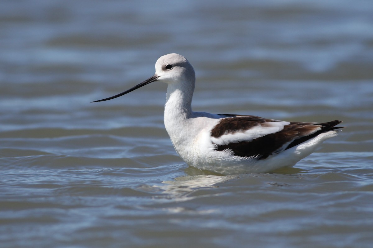 Avoceta Americana - ML50263871