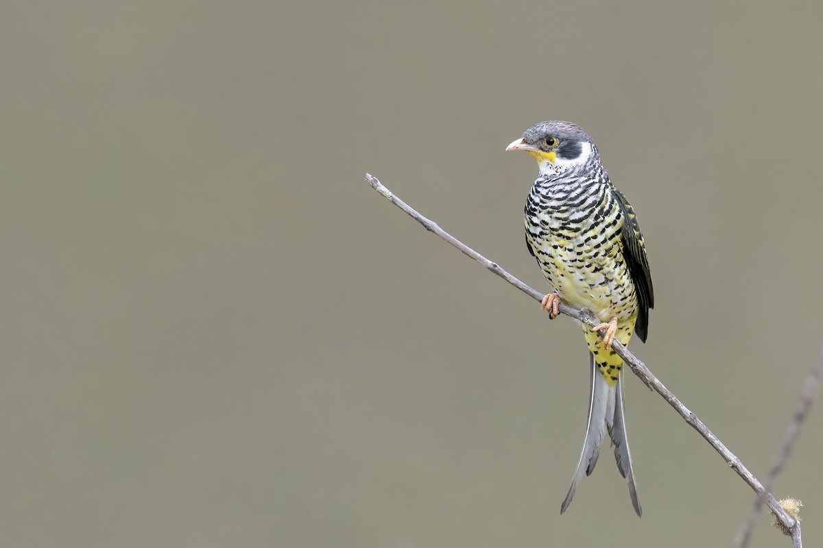 ツバメカザリドリ（boliviana） - ML502639491