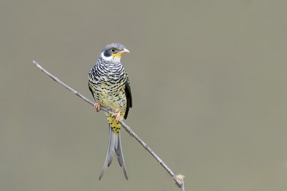 Cotinga à queue fourchue (boliviana) - ML502639501