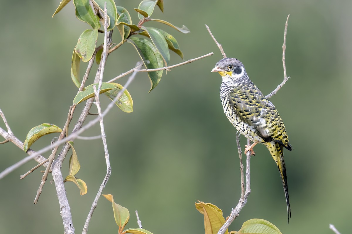 ツバメカザリドリ（boliviana） - ML502639801