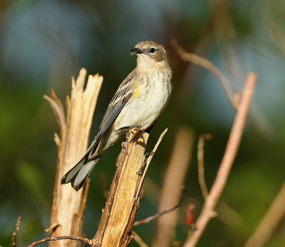 Yellow-rumped Warbler - ML502641721