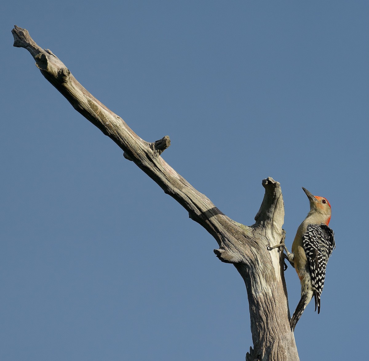 Red-bellied Woodpecker - ML502641821
