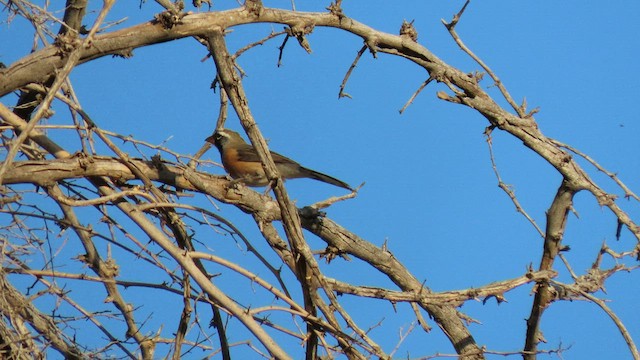 Many-colored Chaco Finch - ML502642071