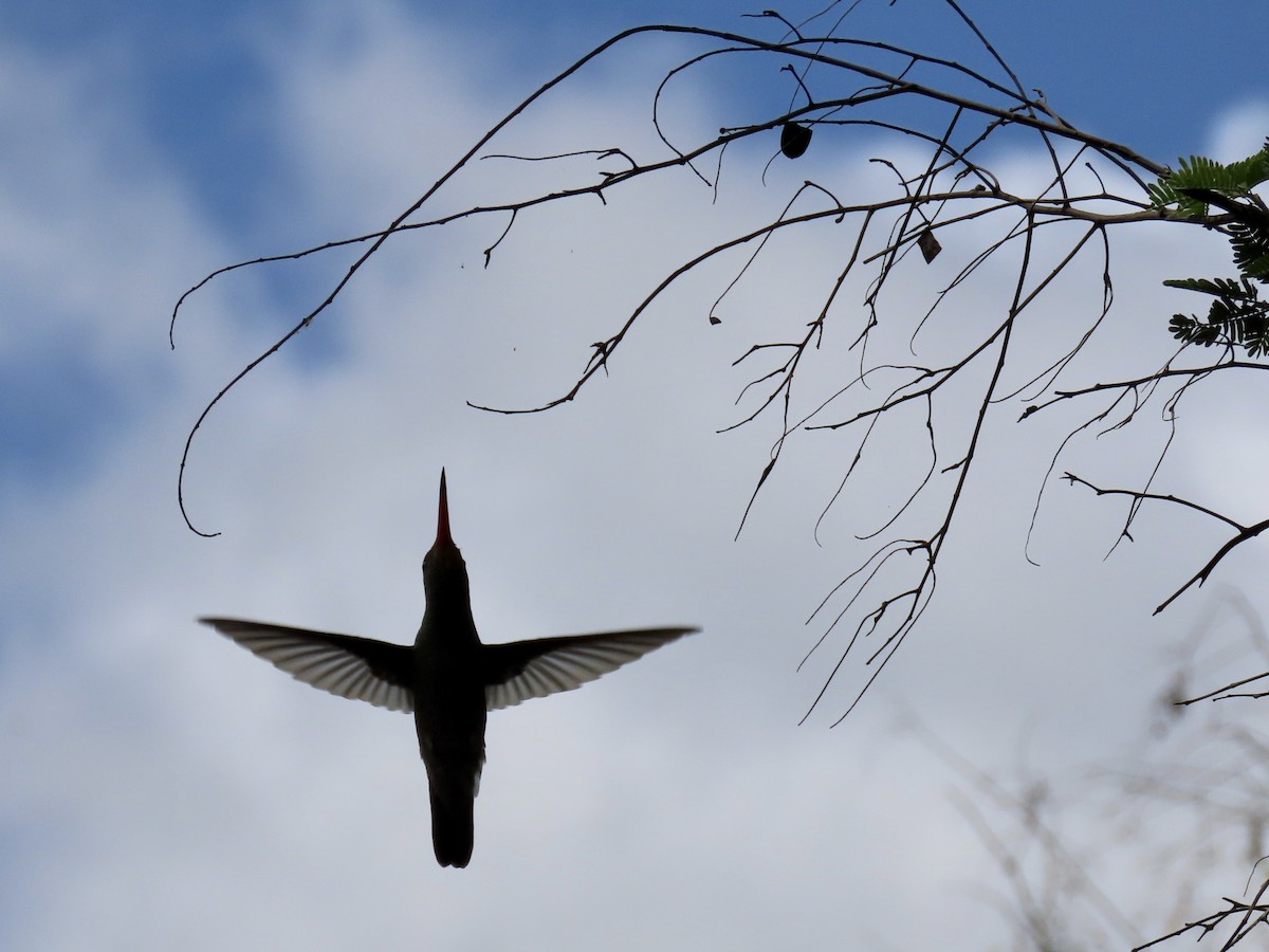 Gilded Hummingbird - ML502642681