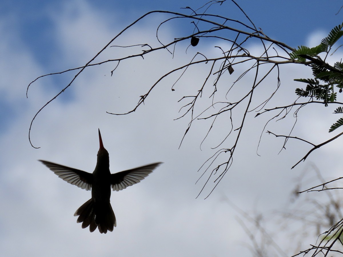 gyllenkolibri - ML502642691