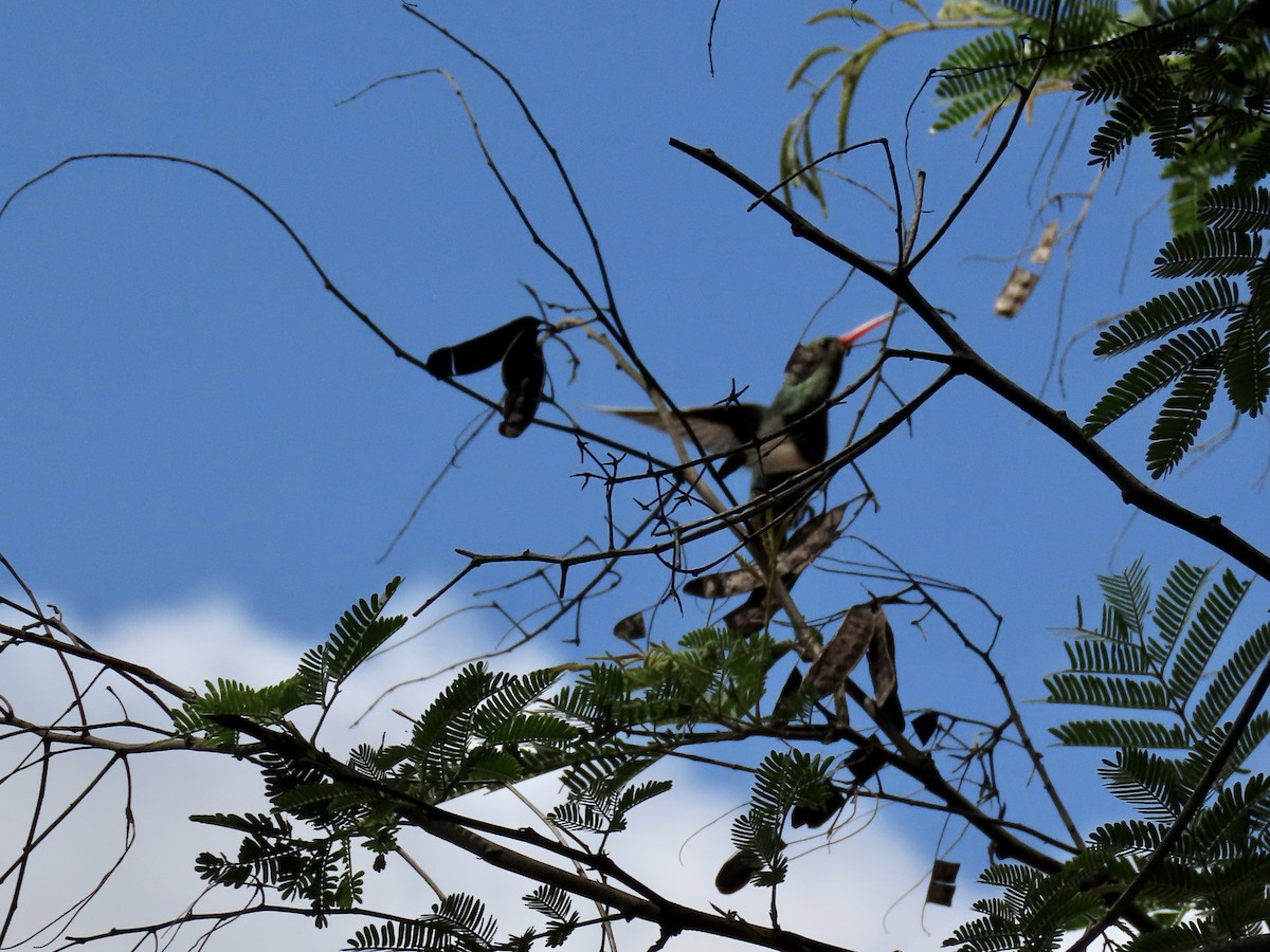 Gilded Hummingbird - ML502642701