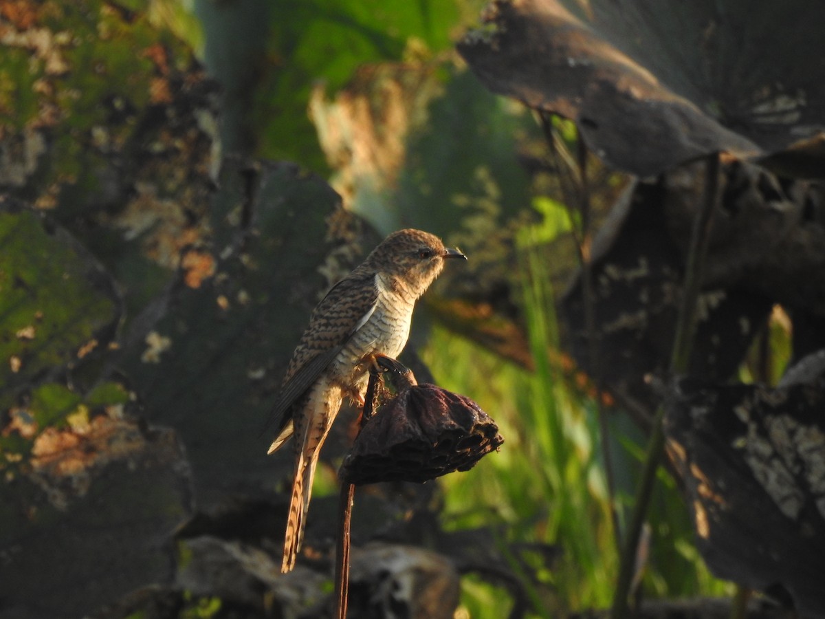 Plaintive Cuckoo - ML502642881