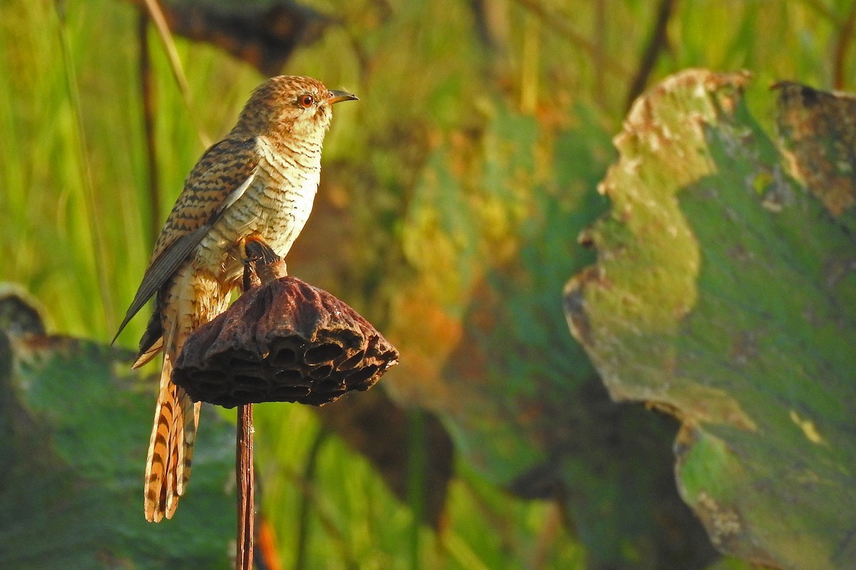 Plaintive Cuckoo - ML502642911