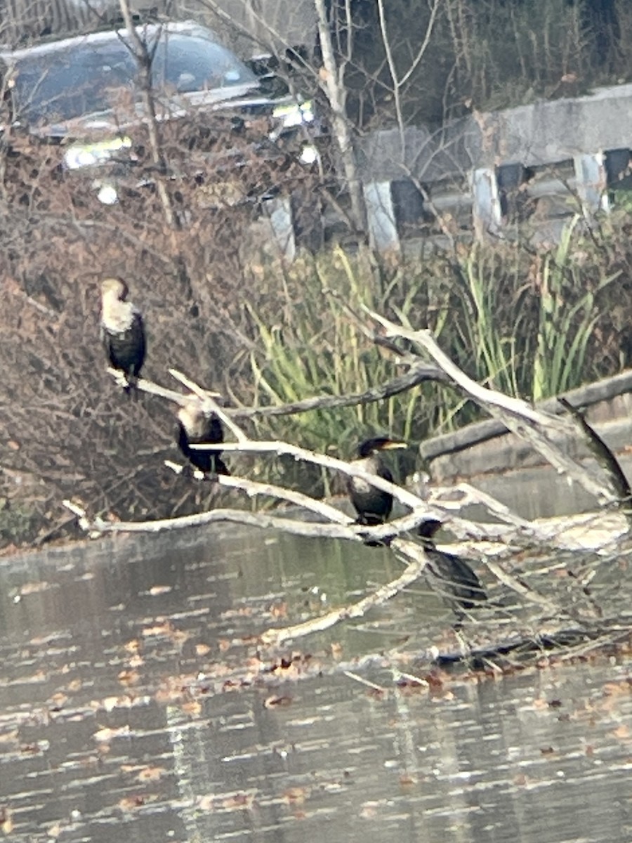 Double-crested Cormorant - ML502643541