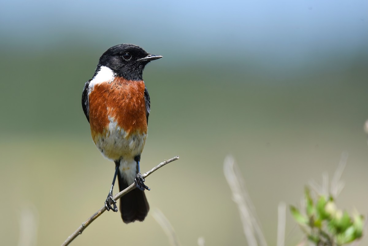 African Stonechat - Regard Van Dyk