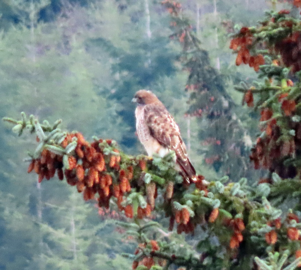 Red-tailed Hawk - ML502644121