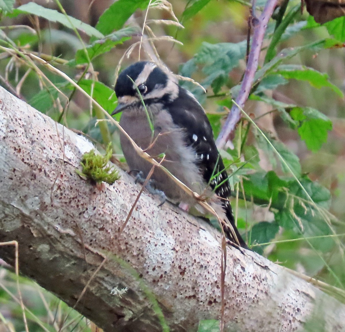 Downy Woodpecker - ML502644231