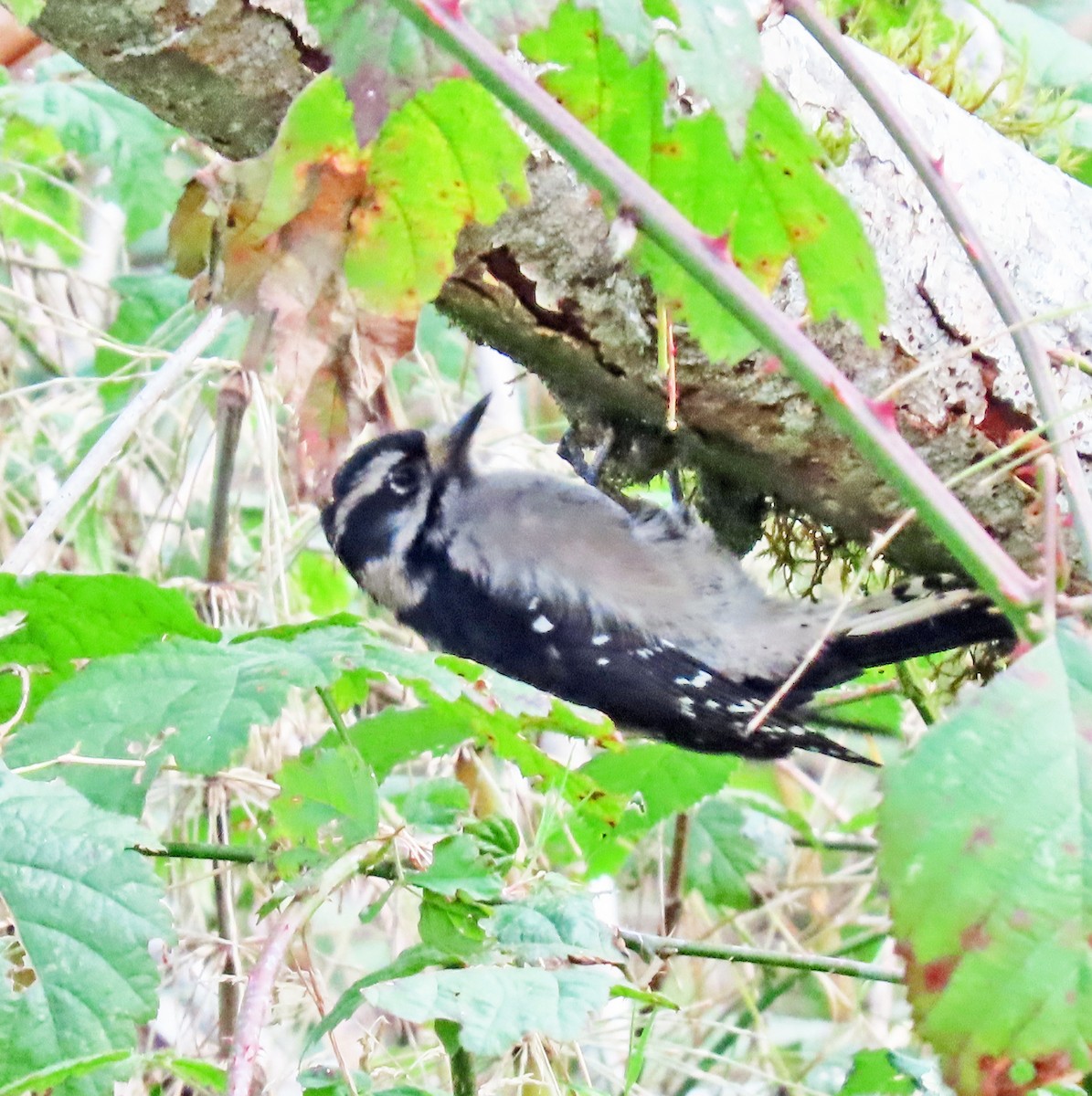 Downy Woodpecker - ML502644241