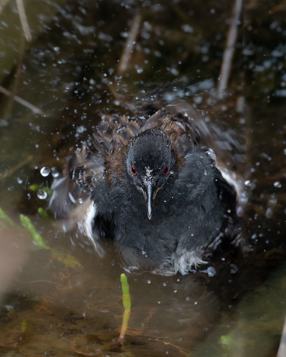 Dot-winged Crake - ML502644681