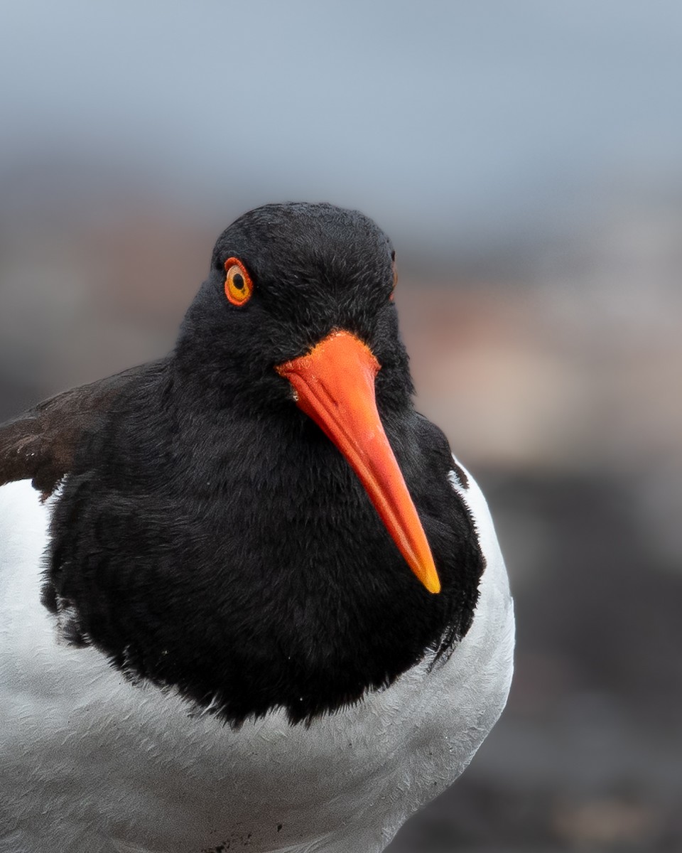 American Oystercatcher - ML502644851